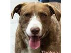 Adopt Thelma a Terrier, Hound