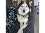 Adopt Whistle - LOVES Dogs & kids! $25 Adoption Fee! a Husky