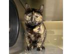 Adopt Brownie a Domestic Short Hair