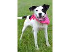 Adopt Haley - Adoptable a Terrier, Mixed Breed
