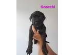 Adopt Gnocchi a Boxer