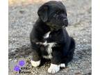 Adopt Creamsicle - Popsicle Pups a Shepherd, Labrador Retriever