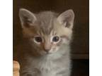 Adopt Tabby_4 a Domestic Short Hair