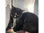 Adopt Joker a Domestic Short Hair