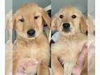 Golden Retriever PUPPY FOR SALE ADN-772572 - 2 Puppies available