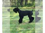 Schnauzer (Giant) PUPPY FOR SALE ADN-772574 - Atlanta Giants Giant Schnauzer