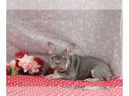French Bulldog PUPPY FOR SALE ADN-772576 - AKC French Bulldog For Sale Wooster