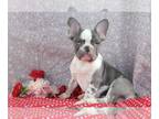 French Bulldog PUPPY FOR SALE ADN-772577 - AKC French Bulldog For Sale Wooster