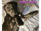 Great Dane PUPPY FOR SALE ADN-772580 - Great Dane female