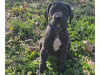 Great Dane PUPPY FOR SALE ADN-772582 - Great Dane puppy Male