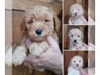 Goldendoodle-Poodle (Miniature) Mix PUPPY FOR SALE ADN-772583 - Mini Micro