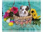 Miniature Australian Shepherd PUPPY FOR SALE ADN-772584 - Red merle female