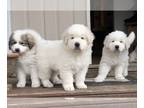 Great Pyrenees PUPPY FOR SALE ADN-772585 - Great Pyrenees Puppy