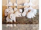 Great Pyrenees PUPPY FOR SALE ADN-772590 - 2024 Litter by Eva and Zeus of