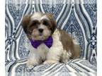 Lhasa Apso PUPPY FOR SALE ADN-772599 - Mike