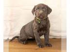 Labrador Retriever PUPPY FOR SALE ADN-772609 - AKC Labrador Retriever