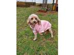 Adopt Amber a Miniature Poodle