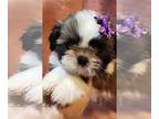 Shih Tzu PUPPY FOR SALE ADN-772613 - Shih Tzu Puppies