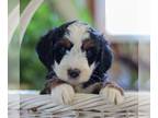 Miniature Bernedoodle PUPPY FOR SALE ADN-772614 - Mini Bernedoodle