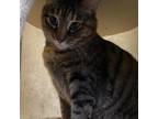 Adopt Wander a Domestic Short Hair