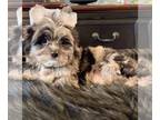 Yorkshire Terrier PUPPY FOR SALE ADN-772636 - Merle beautiful