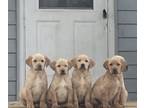 Golden Labrador PUPPY FOR SALE ADN-772641 - Red fox Goldadors