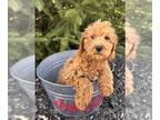 Cockapoo PUPPY FOR SALE ADN-772652 - Charlie