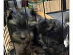 Yorkshire Terrier PUPPY FOR SALE ADN-772661 - AKC Yorkshire Terriers