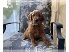 Goldendoodle PUPPY FOR SALE ADN-772663 - Standard F1 CKC Goldendoodles Health