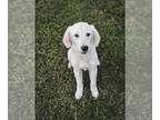 English Cream Golden Retriever PUPPY FOR SALE ADN-772676 - Female English Cream