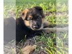 German Shepherd Dog PUPPY FOR SALE ADN-772681 - AKC German Shepherd Female