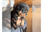 Rottweiler PUPPY FOR SALE ADN-772682 - Rottweiler puppies available