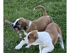 American Bulldog PUPPY FOR SALE ADN-772684 - American Bulldogs NKC