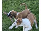 American Bulldog PUPPY FOR SALE ADN-772684 - American Bulldogs NKC Registered