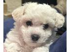 Bichon Frise PUPPY FOR SALE ADN-772689 - Pick of the Litter