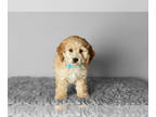 Cock-A-Poo-Poodle (Miniature) Mix PUPPY FOR SALE ADN-772692 - F1B male cockapoo