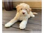 Lagotto Romagnolo PUPPY FOR SALE ADN-772702 - LAGOTTO RAMOGNOLO LITTER HAS