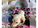Dachshund PUPPY FOR SALE ADN-772705 - Beautiful Dachshund puppies