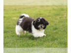 Zuchon PUPPY FOR SALE ADN-772706 - Shichon male teddy bear puppy indiana