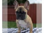 French Bulldog PUPPY FOR SALE ADN-772729 - Fawn