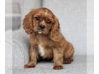 Cavalier King Charles Spaniel PUPPY FOR SALE ADN-772730 - AKC Cavalier King