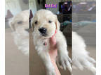 English Cream Golden Retriever PUPPY FOR SALE ADN-772735 - 9 English crme Golden