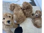 Goldendoodle (Miniature) PUPPY FOR SALE ADN-772742 - 4 Goldendoodle puppies