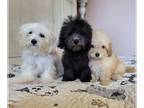 Maltipoo PUPPY FOR SALE ADN-772744 - Maltipoo Puppies