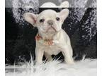 French Bulldog PUPPY FOR SALE ADN-772745 - Laceygirl AKC
