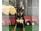 Miniature Pinscher PUPPY FOR SALE ADN-772751 - Pepper