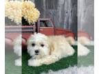 Zuchon PUPPY FOR SALE ADN-772755 - Shane