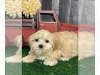 Zuchon PUPPY FOR SALE ADN-772756 - Scotty