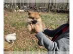 Pomeranian PUPPY FOR SALE ADN-772757 - New puppies and maya looking for home