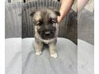 German Shepherd Dog-Siberian Husky Mix PUPPY FOR SALE ADN-772758 - Adorable